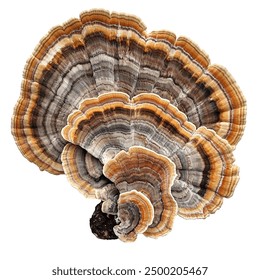 湖北高中生综合素质评价平台网址 湖北高中生综合素质评价平台网址